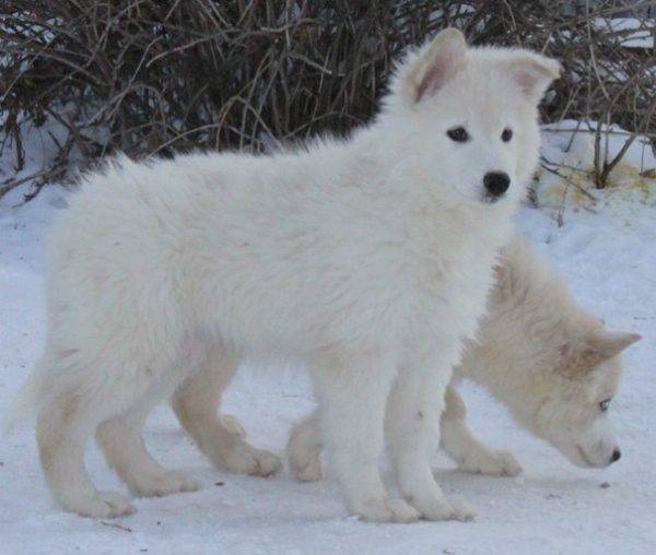 šteniatka Yakut husky
