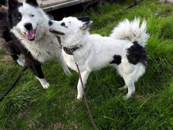 Yakut huskies in nature