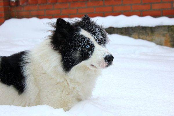 Jakut husky v snehu