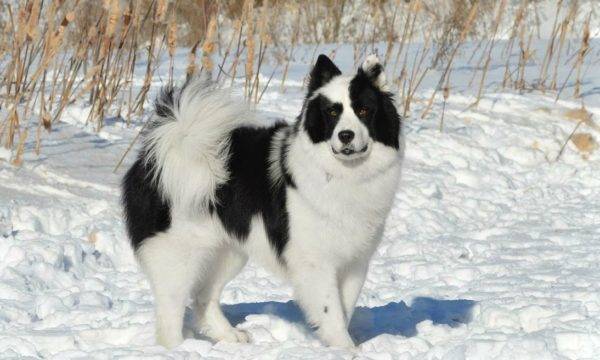 Jakutská zimná husky