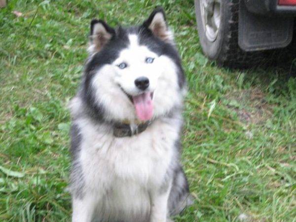 Yakut husky bielo-sivé