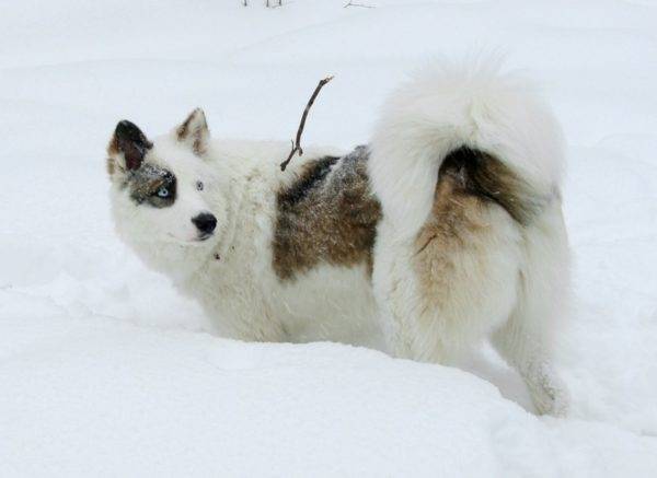 Yakut husky čierny a biely s červenými značkami