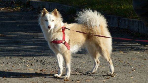 Yakut husky bielo-červené