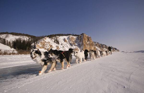 veľa Yakut huskies