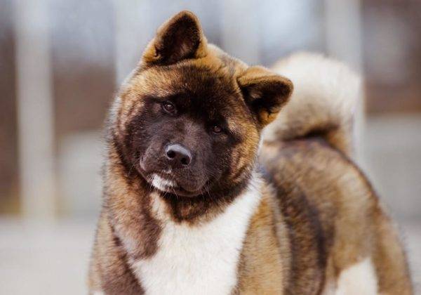American Akita