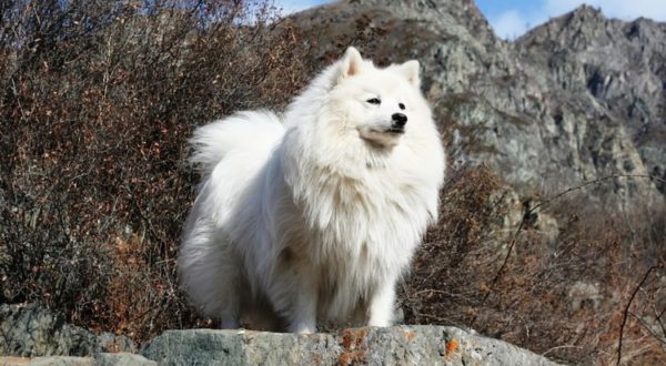 Japonské špice