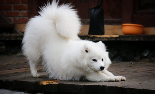 Funny Japanese Spitz