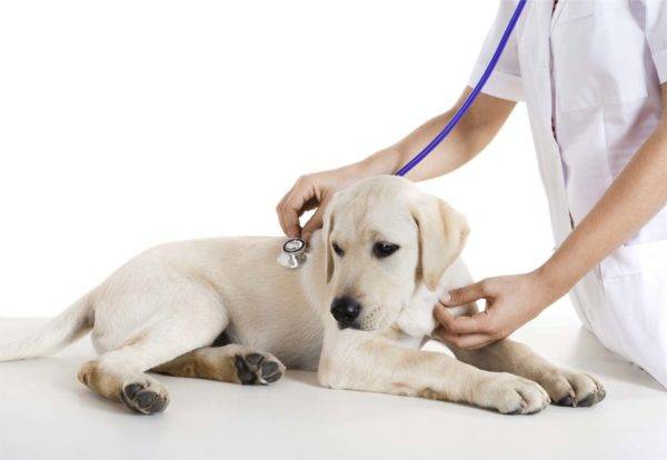 pes pri veterinárovi